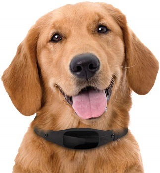 gps collar for small dogs