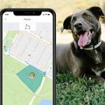 Best-10-Dog-GPS-Tracker-Collars-For-Your-Dog-In-2020-Reviews