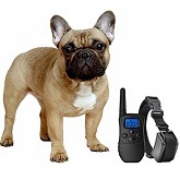 Top 5 GPS Dog Training & Shock Collar To Get In 2022 Reviews