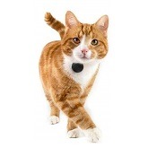 Best 5 GPS Tag Locator & Trackers For Cats In 2022 Reviews