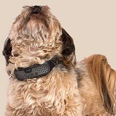 Best 5 Smart Pet Collars For Your Dog & Cat In 2022 Reviews