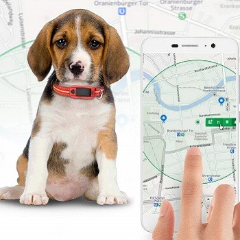 gps collar for small dogs